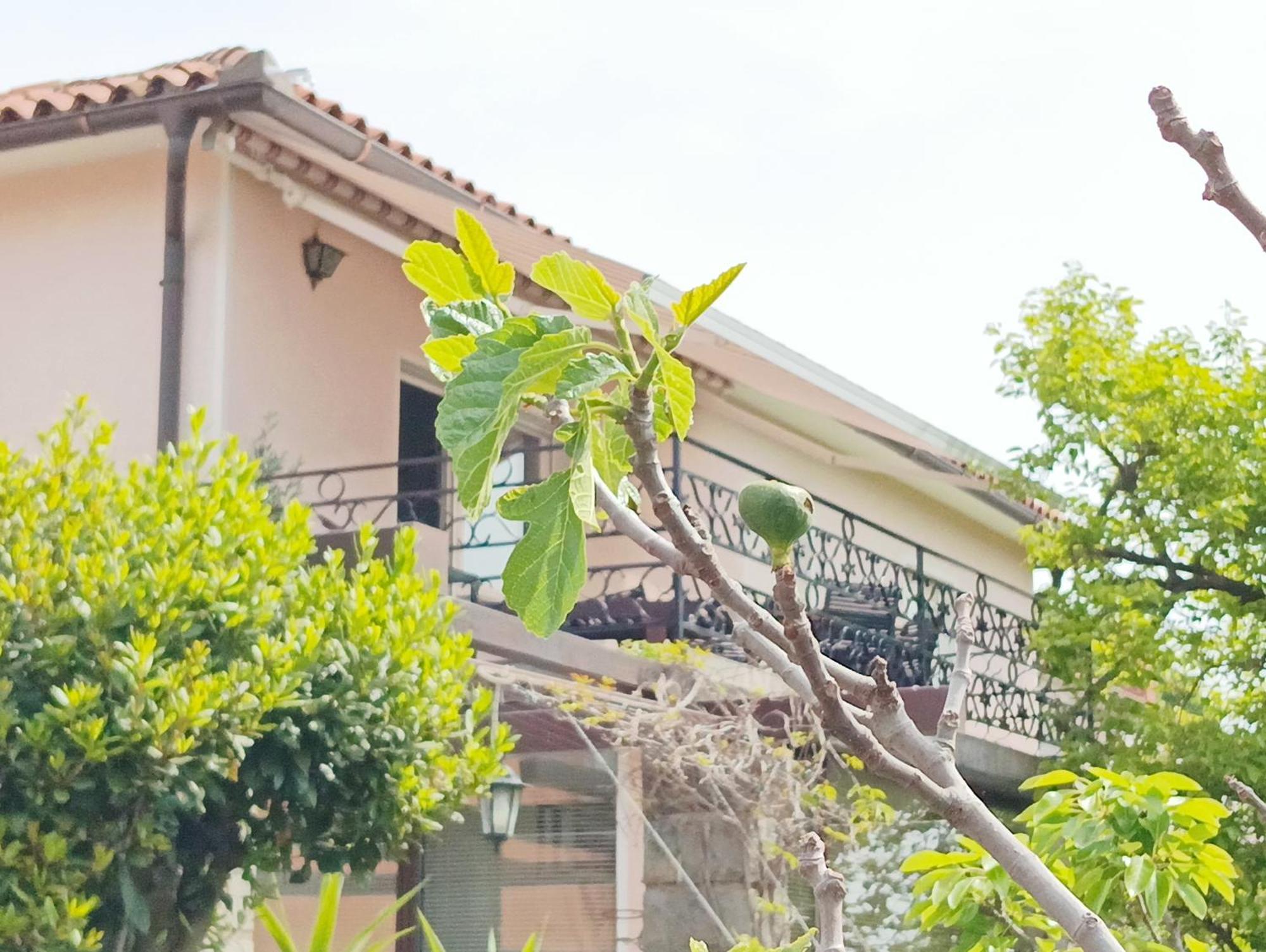 Green Park And Sunny Terrace Apartments Ankaran Buitenkant foto